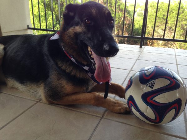 This dog eats soccer balls